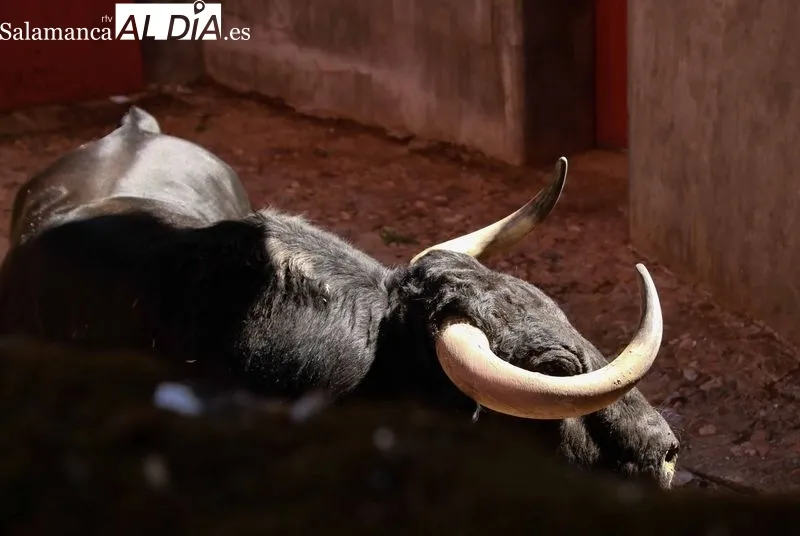Sorteo y apartado de toros de este sábado. Fotos: Miguel Hernández