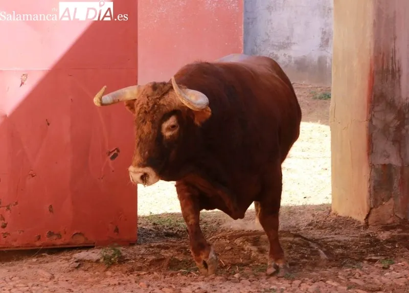 Sorteo de los toros para el festejo de este domingo en La Glorieta