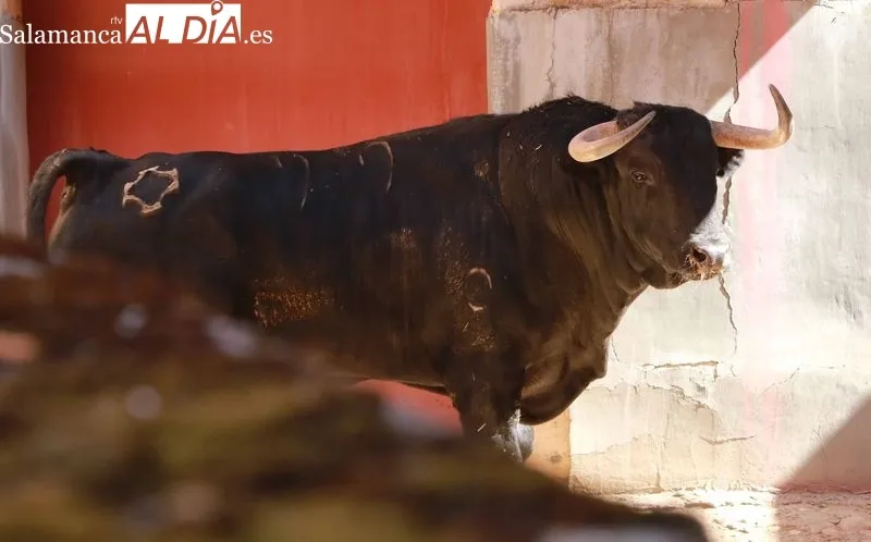 Sorteo y apartado de toros de este sábado. Fotos: Miguel Hernández