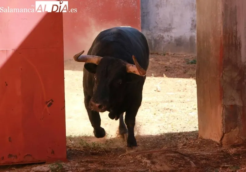 Sorteo de los toros para el festejo de este domingo en La Glorieta