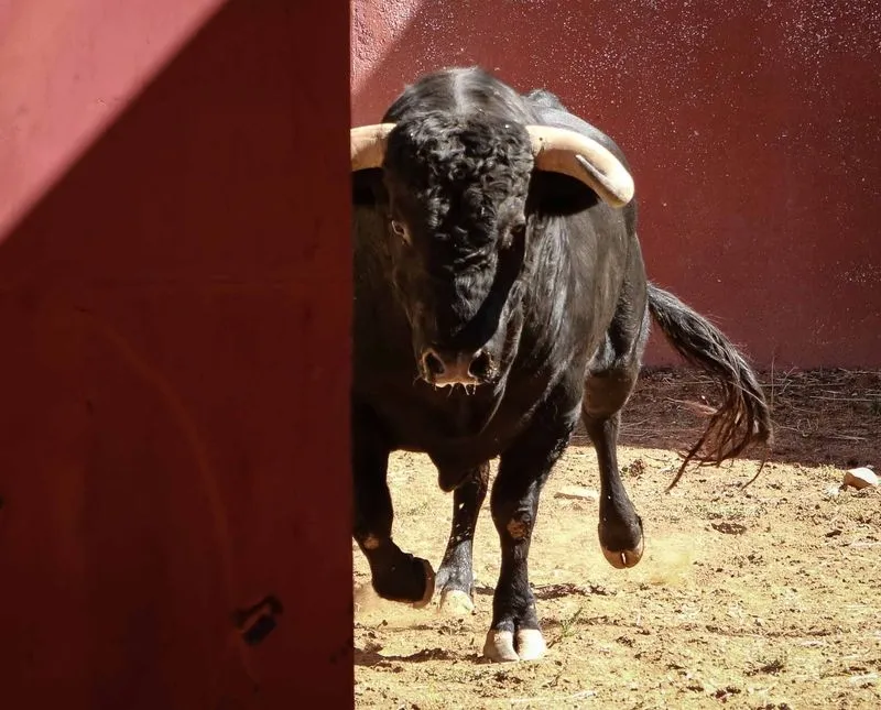 Foto 4 - Sorteo y apartado de los toros para la quinta de abono de la Feria de Salamanca