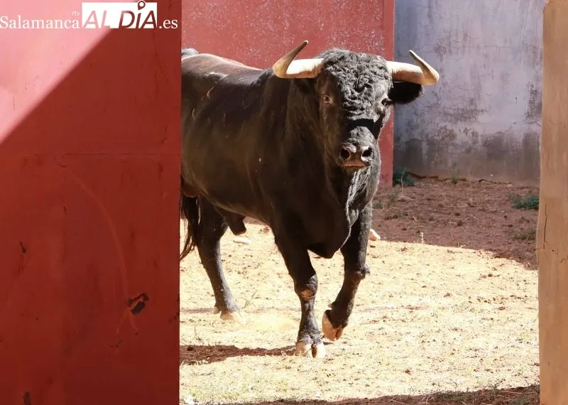 Sorteo y apartado de toros de este sábado. Fotos: Miguel Hernández