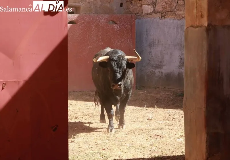 Sorteo de los toros para el festejo de este domingo en La Glorieta