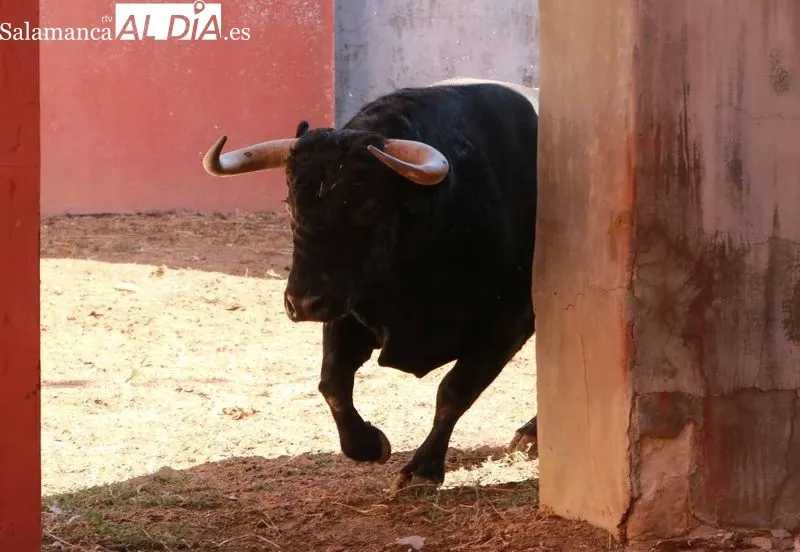 Sorteo y apartado de toros de este sábado. Fotos: Miguel Hernández
