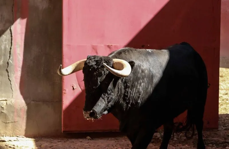Foto 3 - Sorteo y apartado de los toros para la quinta de abono de la Feria de Salamanca