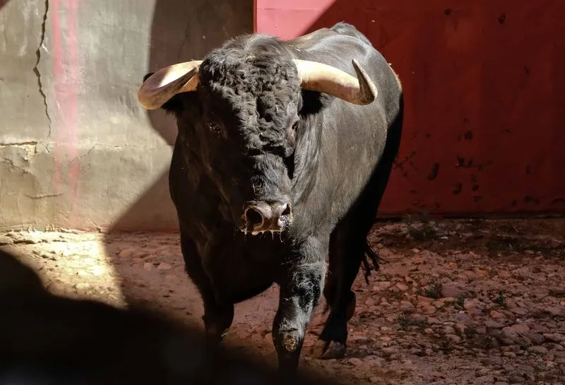 Foto 2 - Sorteo y apartado de los toros para la quinta de abono de la Feria de Salamanca
