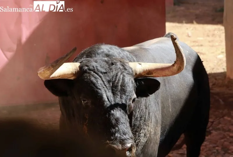 Sorteo de los toros para el festejo de este domingo en La Glorieta