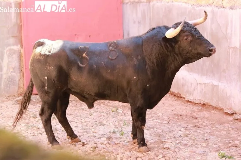 Sorteo y apartado de toros de este sábado. Fotos: Miguel Hernández