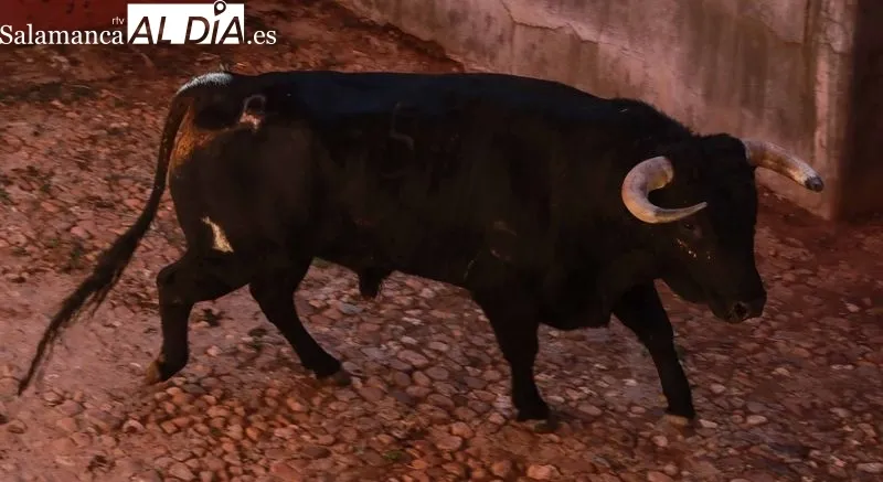 Sorteo y apartado de los novillos para la primera de abono de la Feria de Salamanca