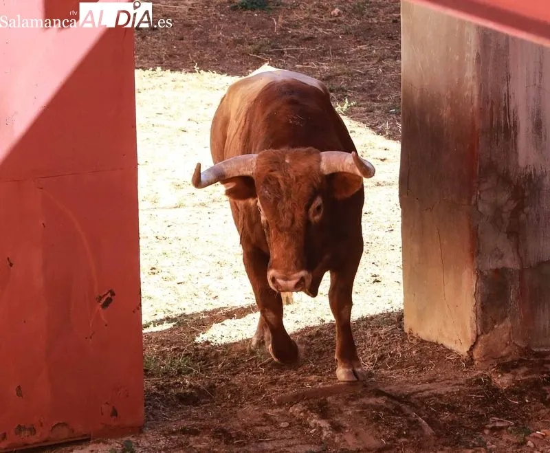 Sorteo y apartado de los novillos para la primera de abono de la Feria de Salamanca