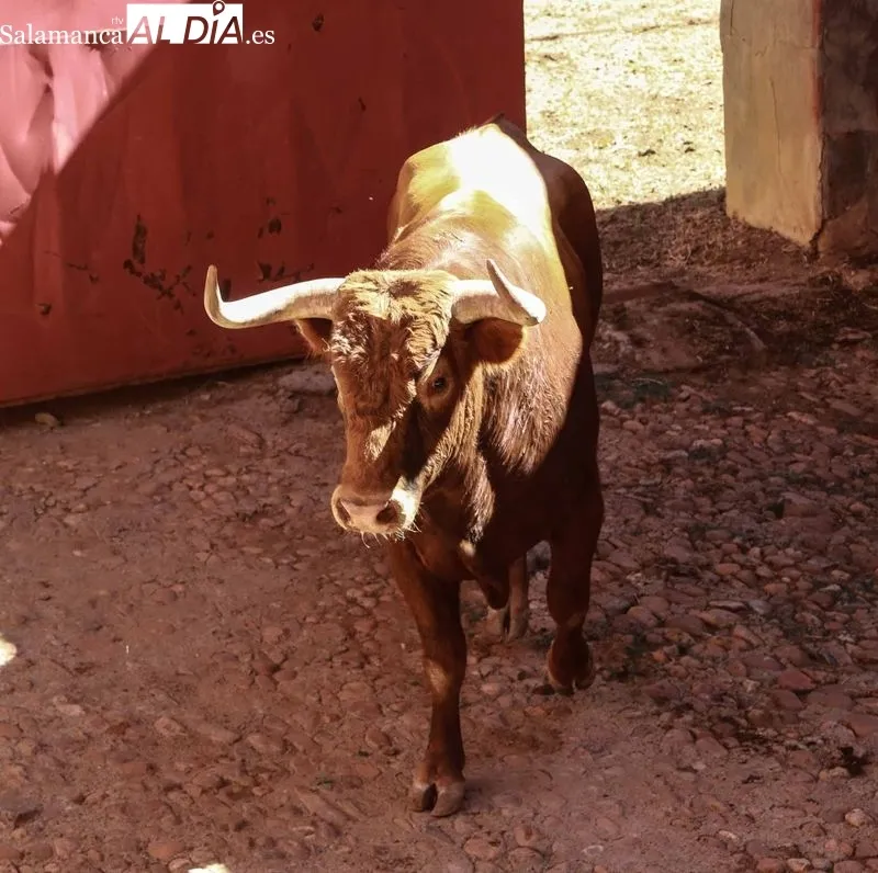 Sorteo y apartado de los novillos para la primera de abono de la Feria de Salamanca