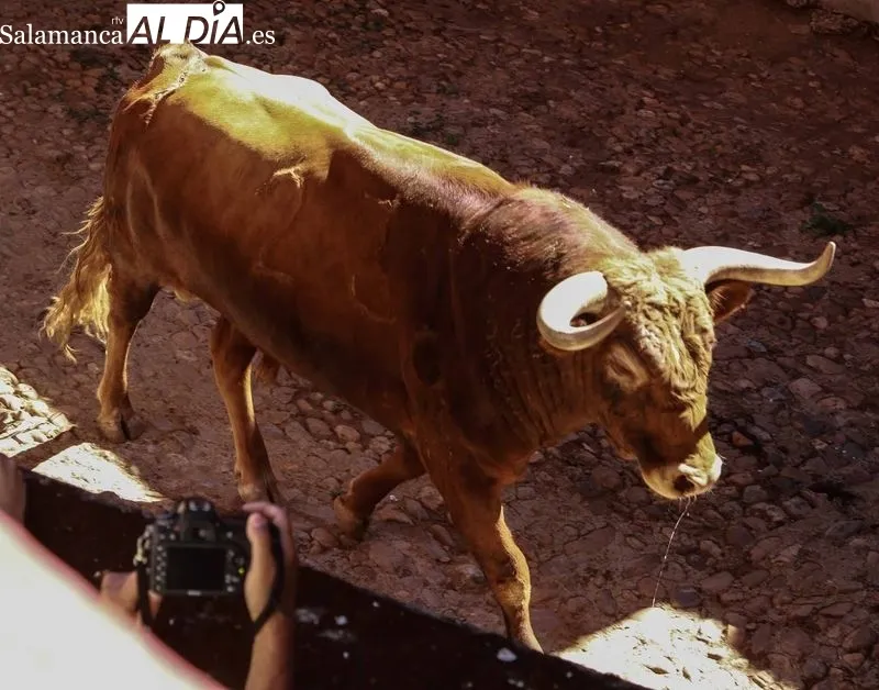 Sorteo y apartado de los novillos para la primera de abono de la Feria de Salamanca
