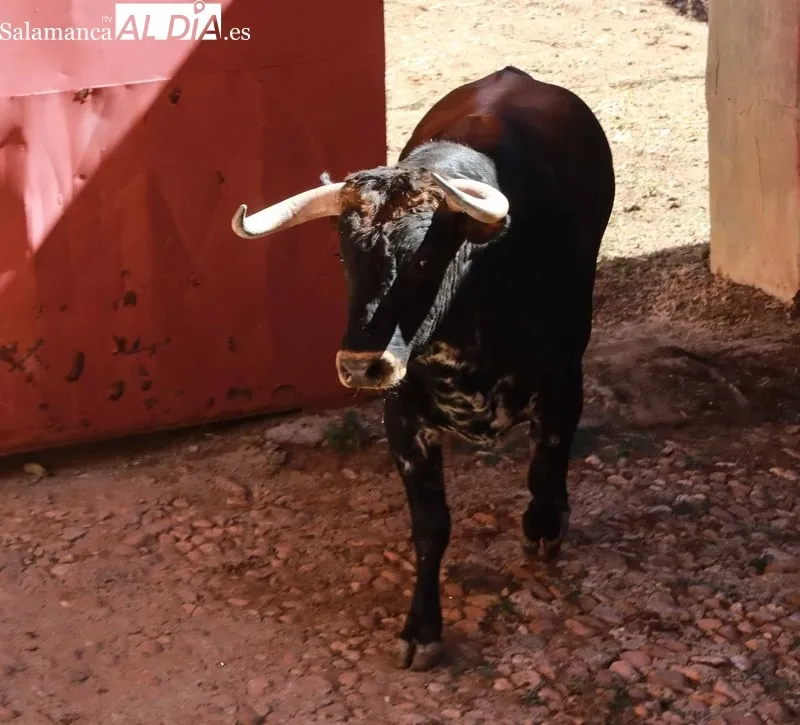 Sorteo y apartado de los novillos para la primera de abono de la Feria de Salamanca