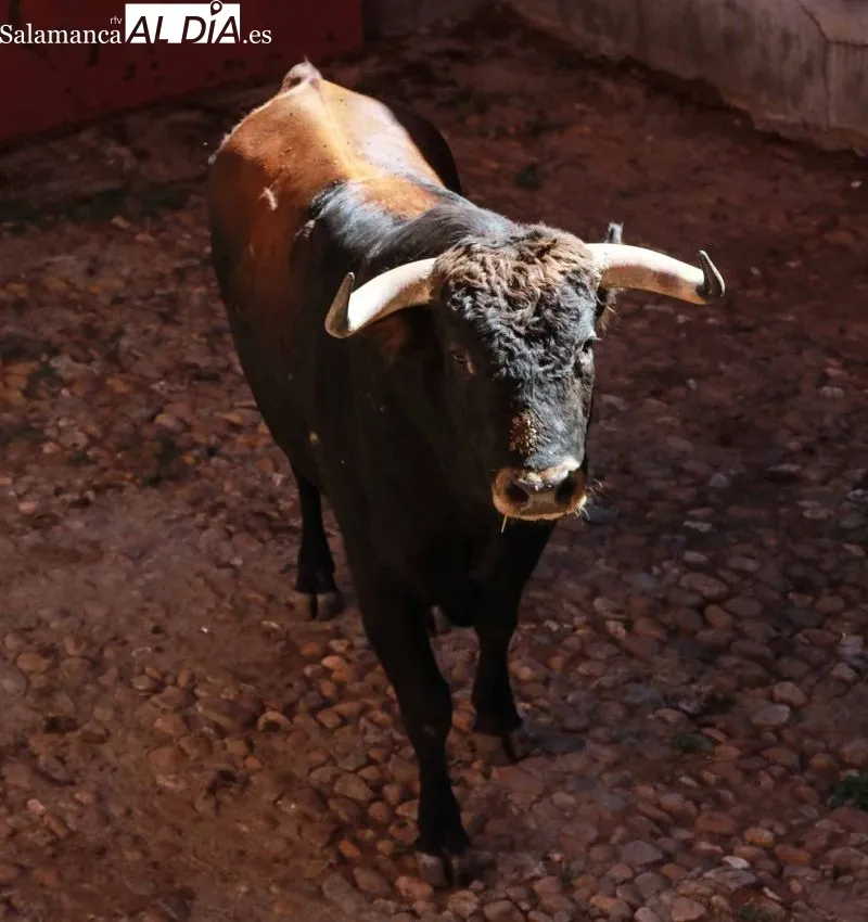 Sorteo y apartado de los novillos para la primera de abono de la Feria de Salamanca