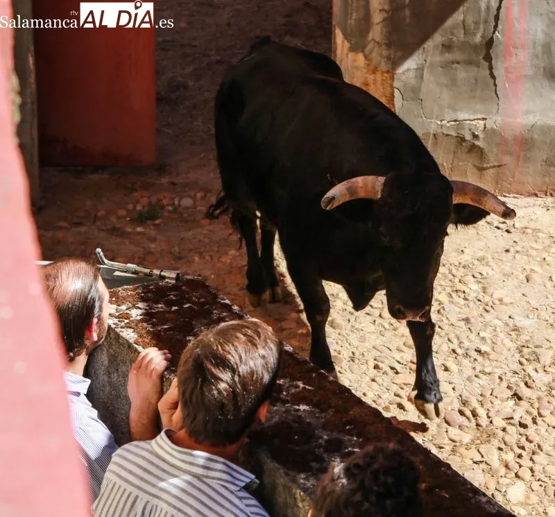Sorteo y apartado de los novillos para la primera de abono de la Feria de Salamanca