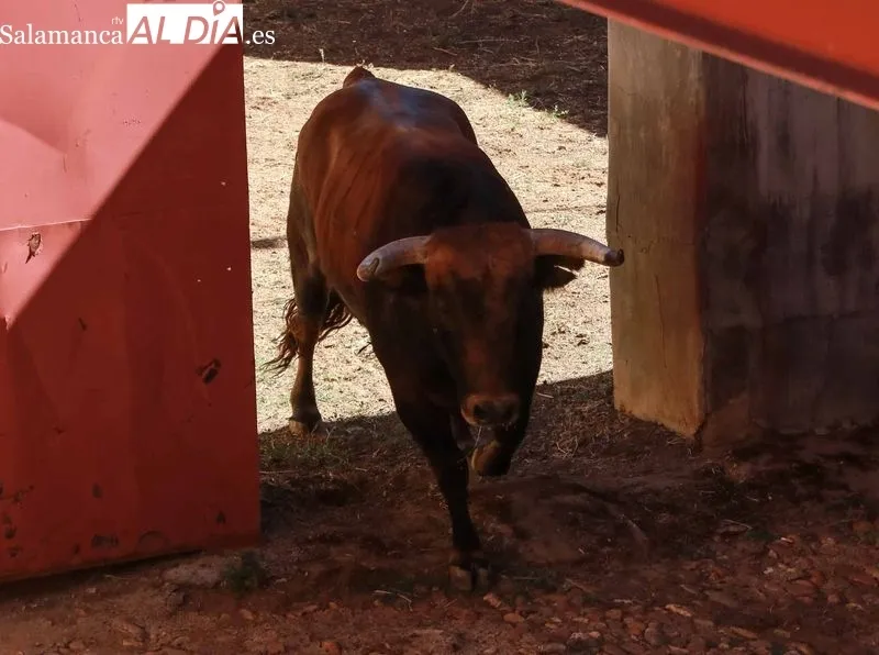 Sorteo y apartado de los novillos para la primera de abono de la Feria de Salamanca
