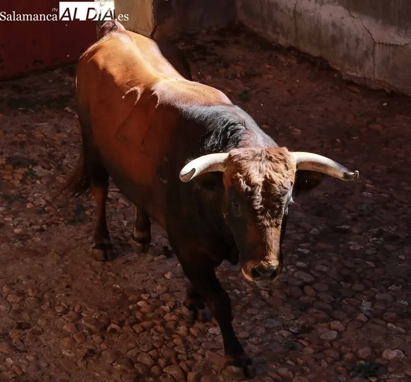 Sorteo y apartado de los novillos para la primera de abono de la Feria de Salamanca