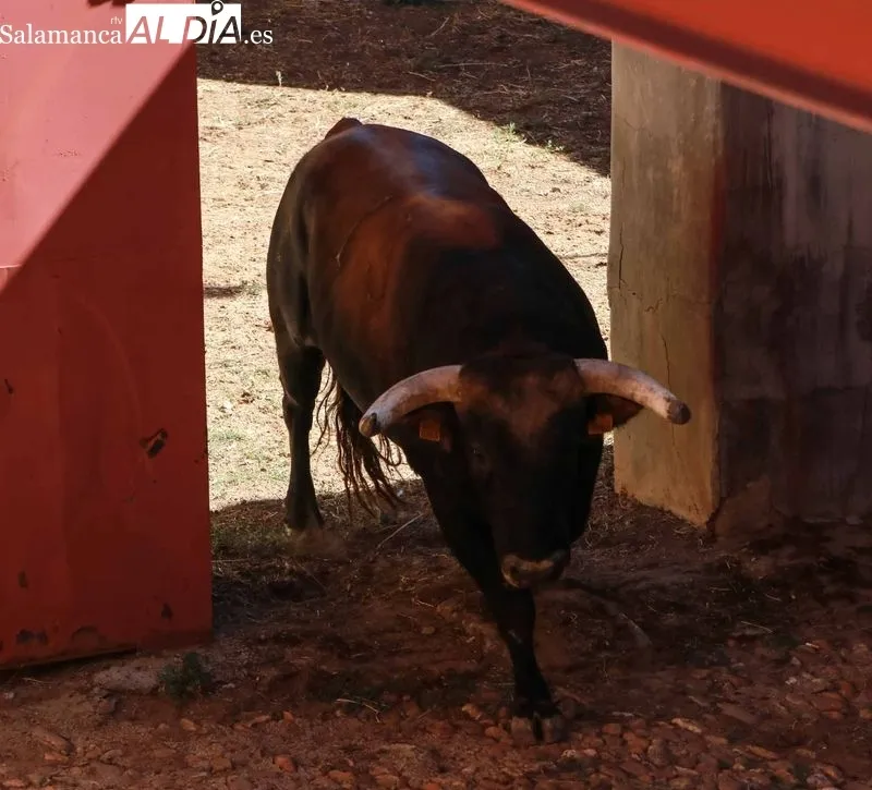 Sorteo y apartado de los novillos para la primera de abono de la Feria de Salamanca