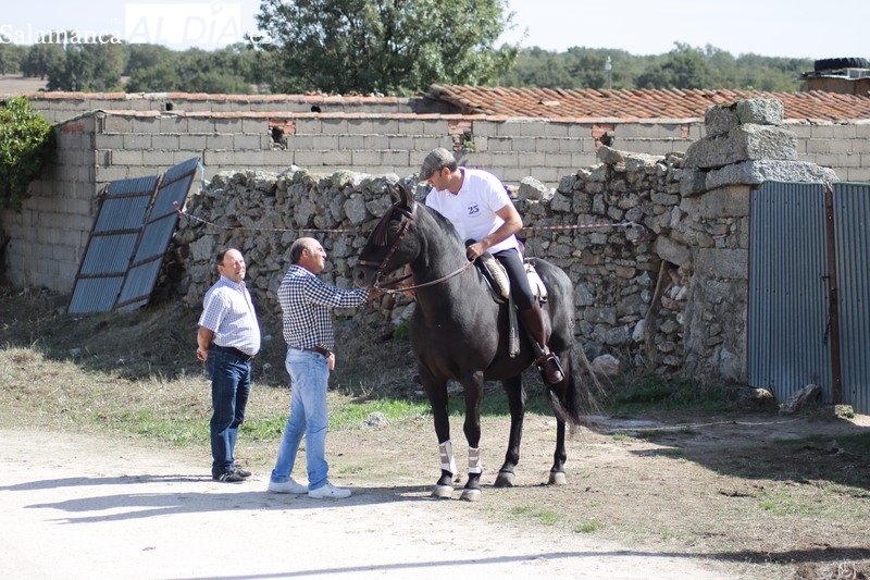 Encierro a caballo en Bañobárez con novillos de Eduardo Martín Cilleros / CORRAL