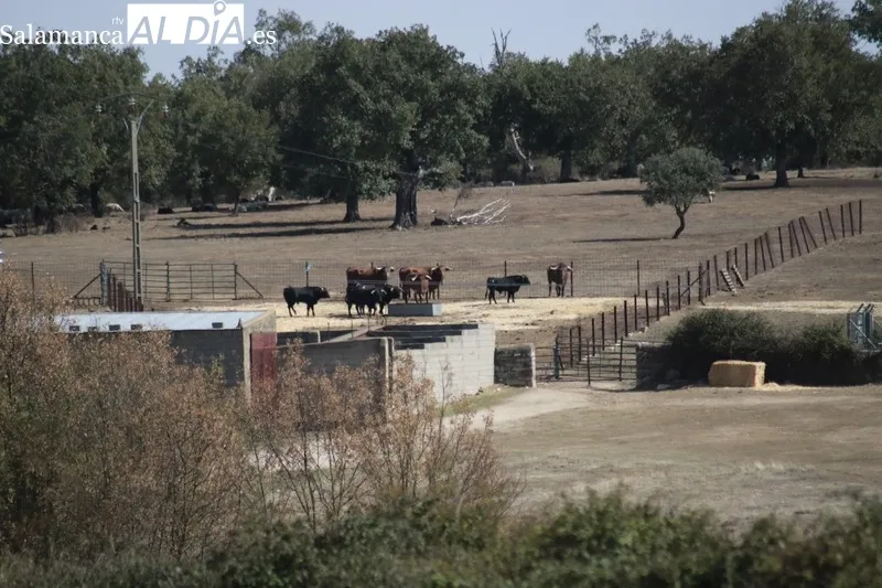 Encierro a caballo en Bañobárez con novillos de Eduardo Martín Cilleros / CORRAL