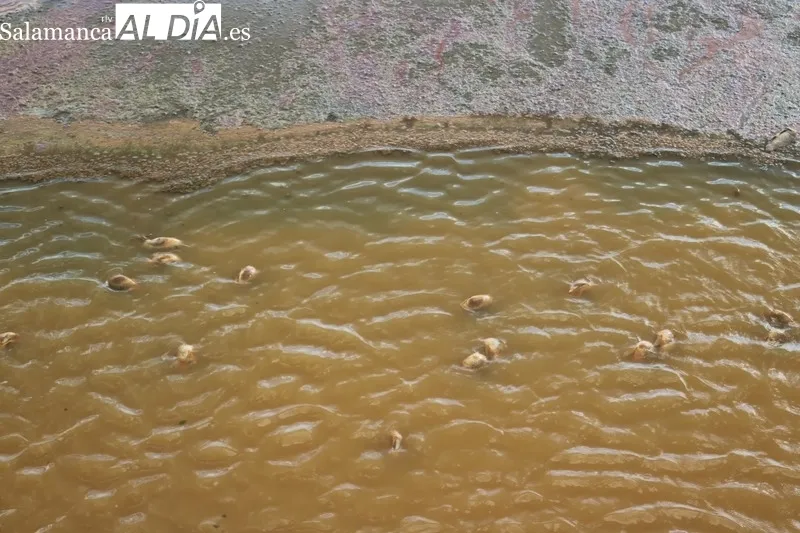 Situación que presentaba el sábado pasado el embalse de Almendra en la recula aguas abajo del puente de la carretera vieja que unía Almendra con Sardón de los Frailes / CORRAL 