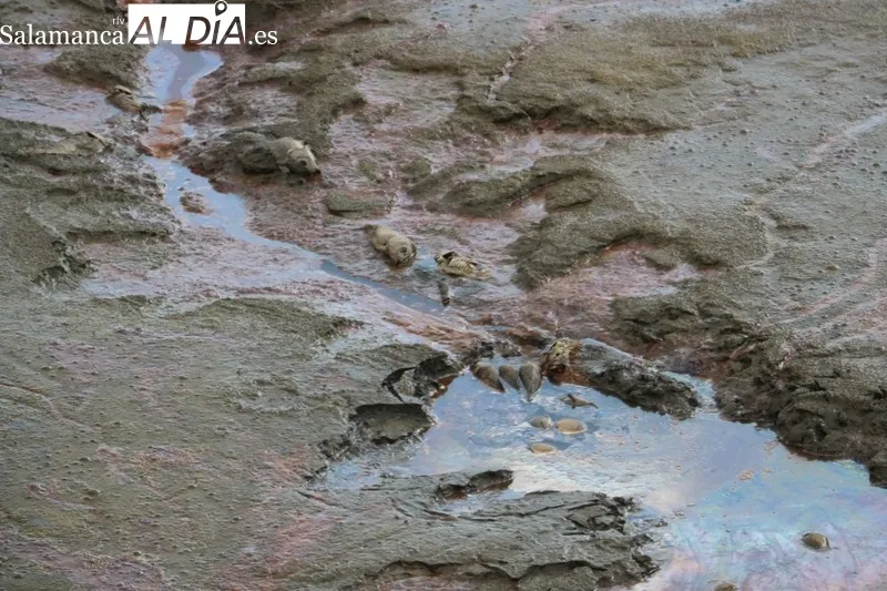 Situación que presentaba el sábado pasado el embalse de Almendra en la recula aguas arriba del puente de la carretera vieja que unía Almendra con Sardón de los Frailes / CORRAL 