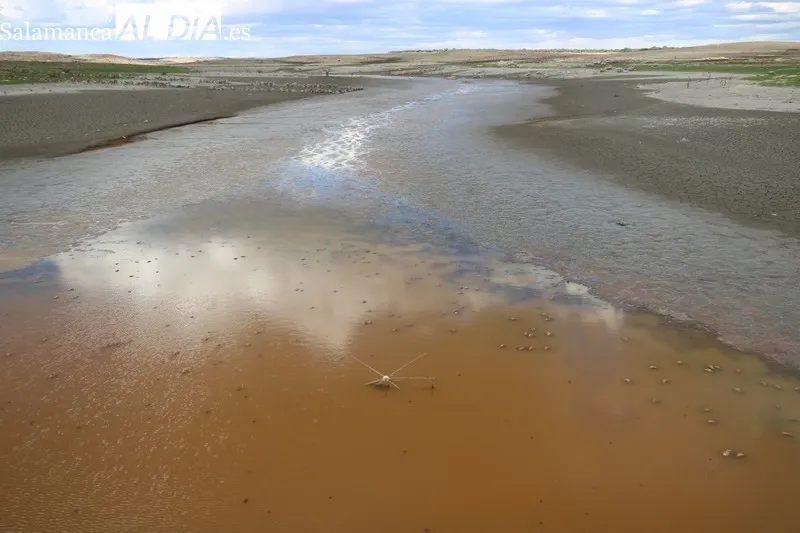 Situación que presentaba el sábado pasado el embalse de Alemndra en la recula aguas abajo del puente de la carretera vieja que unía Almendra con Sardón de los Frailes / CORRAL 