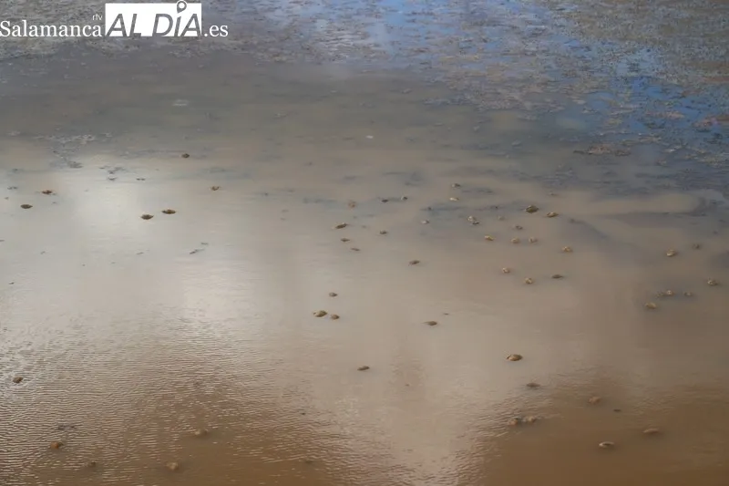 Situación que presentaba el sábado pasado el embalse de Almendra en la recula aguas abajo del puente de la carretera vieja que unía Almendra con Sardón de los Frailes / CORRAL 