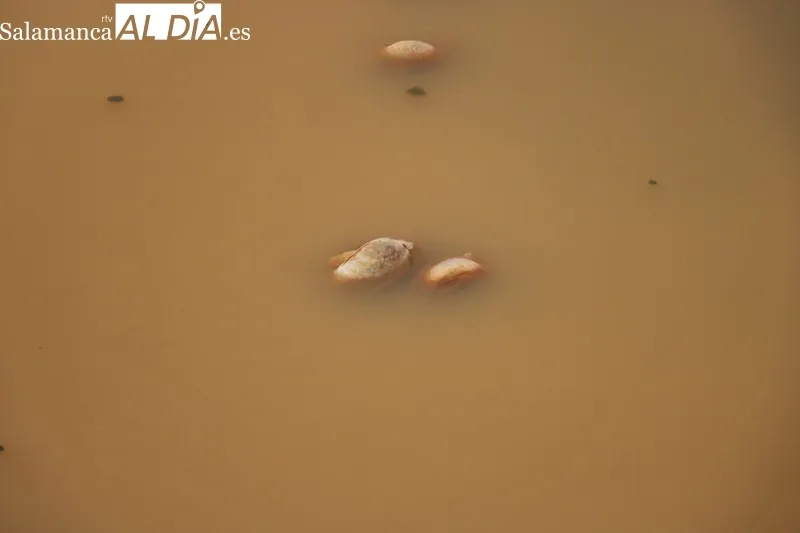 Situación que presentaba el sábado pasado el embalse de Almendra en la recula aguas abajo del puente de la carretera vieja que unía Almendra con Sardón de los Frailes / CORRAL 