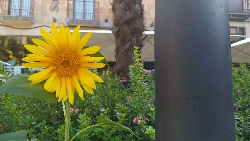 MENCION INFANTIL: Romance del girasol y la farola