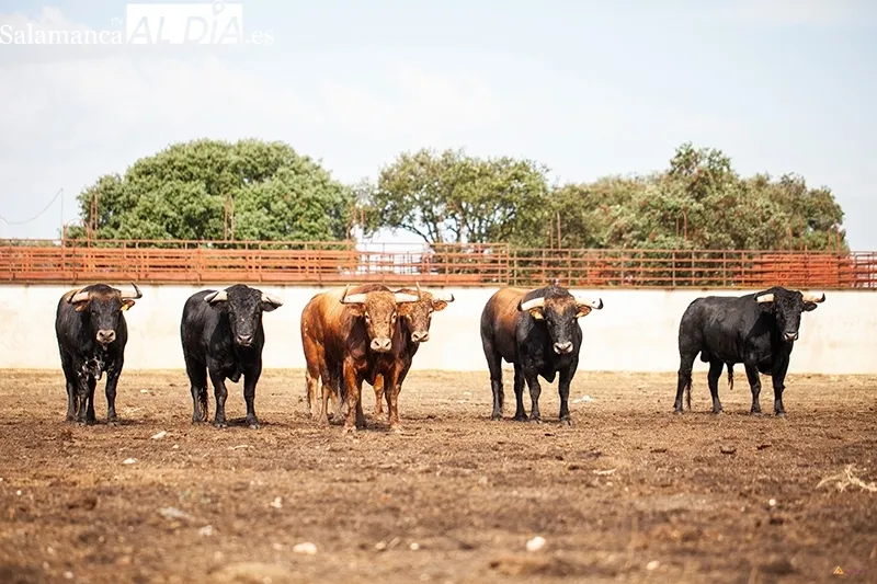 El ganadero Antonio Palla en su finca en una entrevista para SALAMANCA AL DÍA  |  Fotos: Pablo Angular