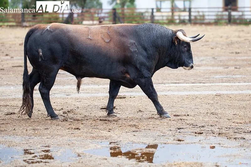 El ganadero Antonio Palla en su finca en una entrevista para SALAMANCA AL DÍA  |  Fotos: Pablo Angular