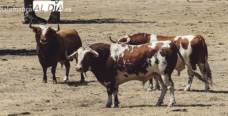 El ganadero recibe a SALAMANCA AL DÍA en su finca Hernandinos  |  Fotos: Miguel Hernández