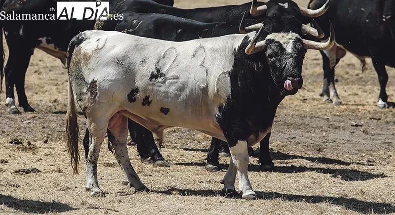 El ganadero recibe a SALAMANCA AL DÍA en su finca Hernandinos  |  Fotos: Miguel Hernández