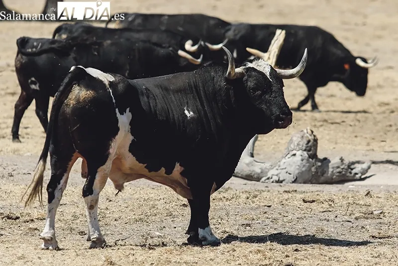 El ganadero recibe a SALAMANCA AL DÍA en su finca Hernandinos  |  Fotos: Miguel Hernández