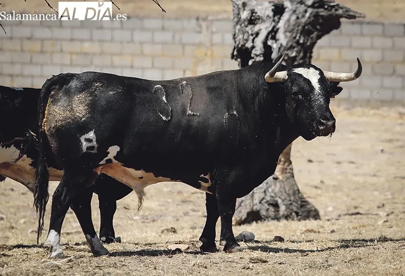 El ganadero recibe a SALAMANCA AL DÍA en su finca Hernandinos  |  Fotos: Miguel Hernández