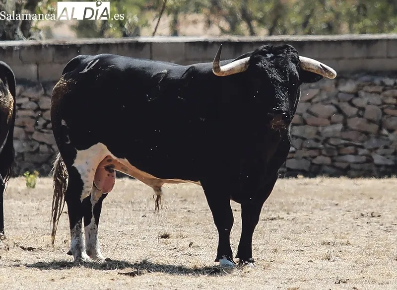 El ganadero recibe a SALAMANCA AL DÍA en su finca Hernandinos  |  Fotos: Miguel Hernández