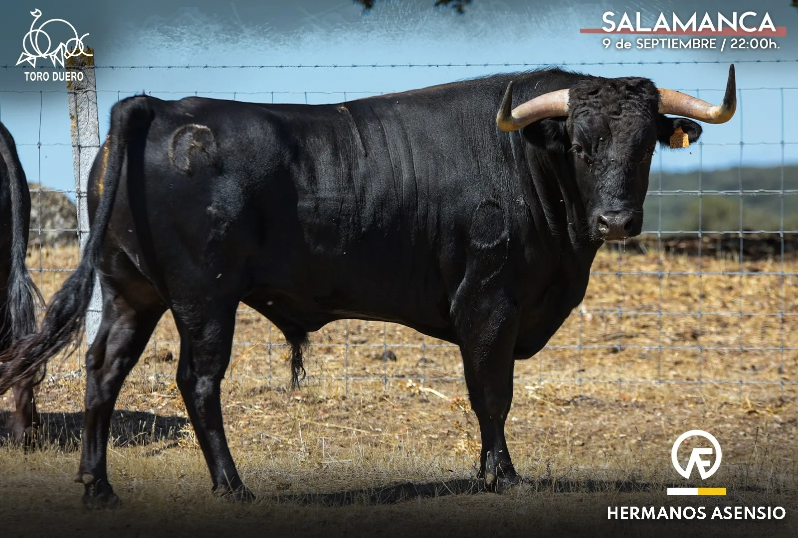 Foto 5 - Estos son los toros del concurso de cortes 'Ciudad de Salamanca' de este viernes