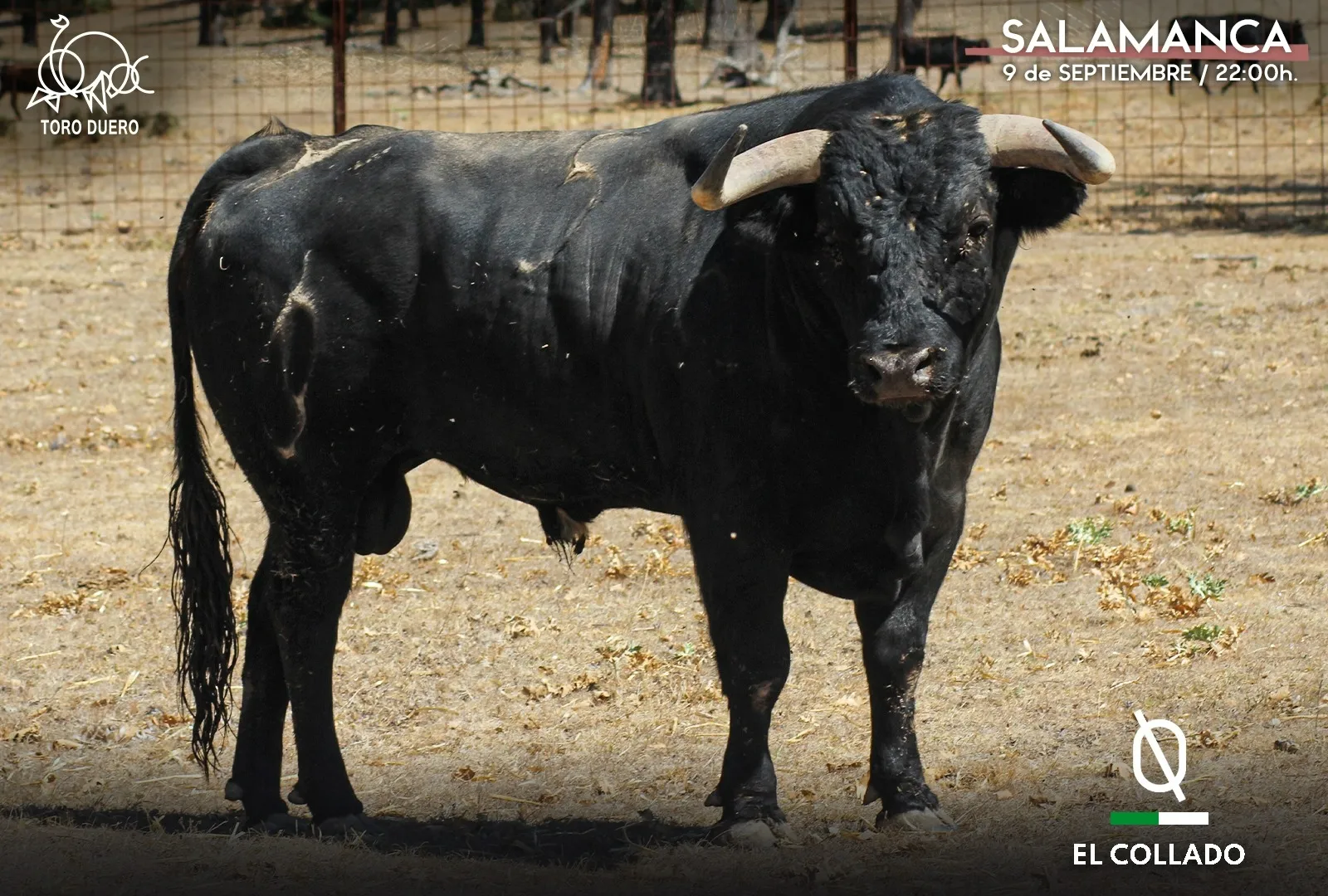 Foto 4 - Estos son los toros del concurso de cortes 'Ciudad de Salamanca' de este viernes