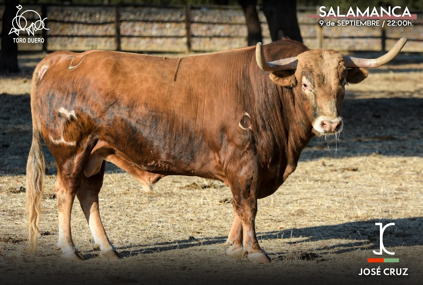 Foto 2 - Estos son los toros del concurso de cortes 'Ciudad de Salamanca' de este viernes