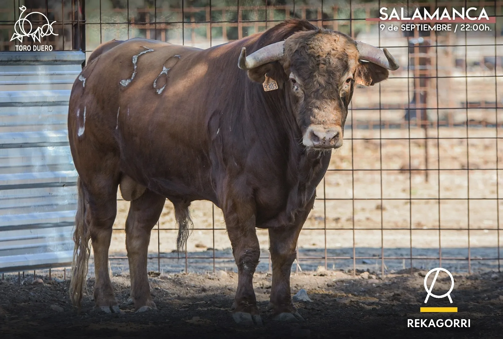 Foto 3 - Estos son los toros del concurso de cortes 'Ciudad de Salamanca' de este viernes