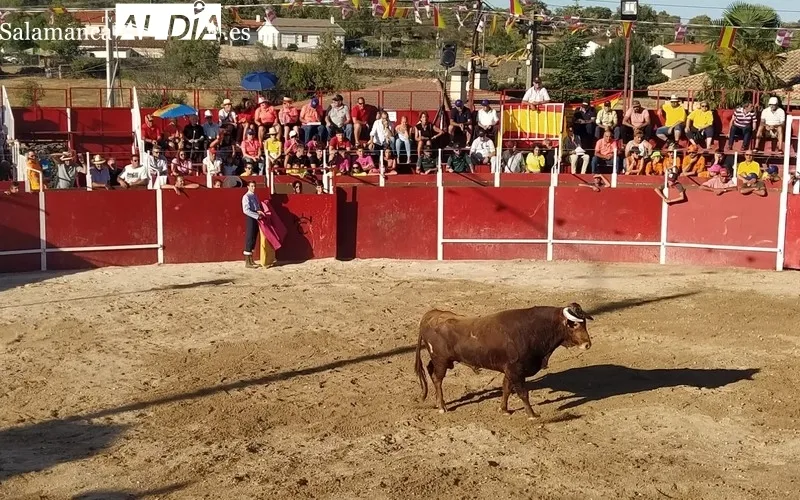 Tarde taurina la de ayer domingo en Barruecopardo con motivo de sus fiestas del Cristo de las Mercedes