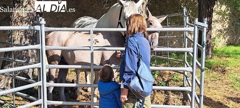 Foto 5 - Los animales protagonizan el arranque de las Ferias en B&eacute;jar
