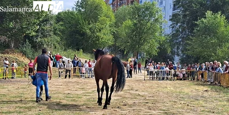 Foto 8 - Los animales protagonizan el arranque de las Ferias en B&eacute;jar