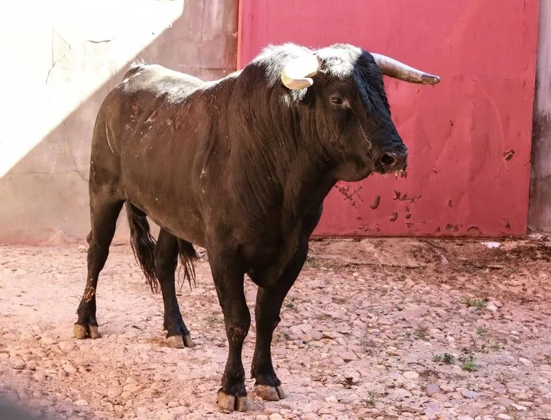 Sorteo y posterior apartado de los toros de Sánchez y Sánchez, para la sexta de abono de la Feria de Salamanca. Foto de Miguel Hernández Corral