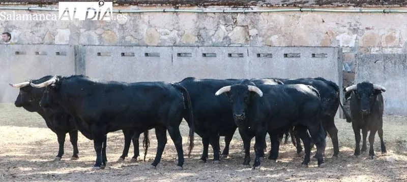 Sorteo y posterior apartado de los toros de Sánchez y Sánchez, para la sexta de abono de la Feria de Salamanca. Foto de Miguel Hernández Corral