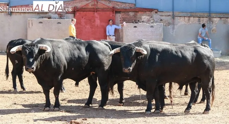 Sorteo y posterior apartado de los toros de Sánchez y Sánchez, para la sexta de abono de la Feria de Salamanca. Foto de Miguel Hernández Corral