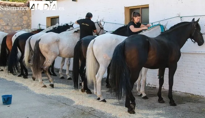 Sorteo y posterior apartado de los toros de Sánchez y Sánchez, para la sexta de abono de la Feria de Salamanca. Foto de Miguel Hernández Corral