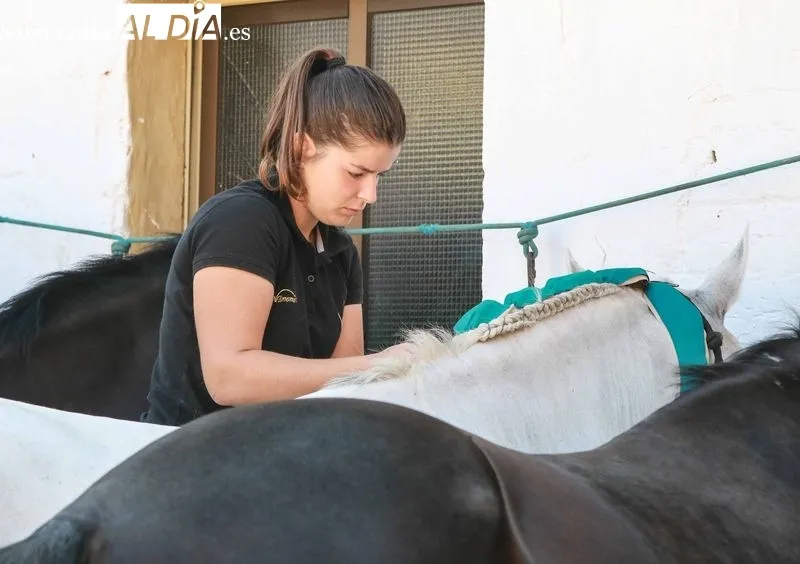 Sorteo y posterior apartado de los toros de Sánchez y Sánchez, para la sexta de abono de la Feria de Salamanca. Foto de Miguel Hernández Corral