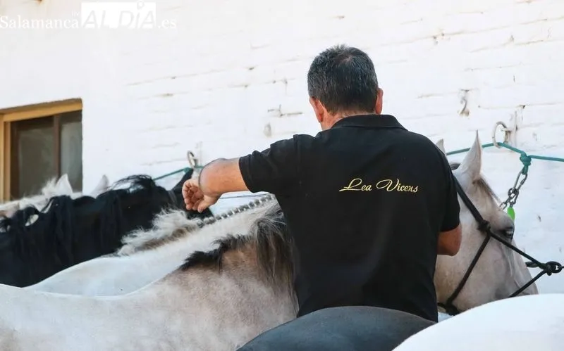 Sorteo y posterior apartado de los toros de Sánchez y Sánchez, para la sexta de abono de la Feria de Salamanca. Foto de Miguel Hernández Corral